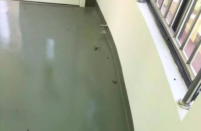 死尸遍地！寧波一幼兒園裝修后現(xiàn)場(chǎng)觸目驚心！