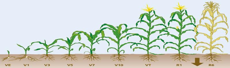 夏玉米缺素與對癥施肥